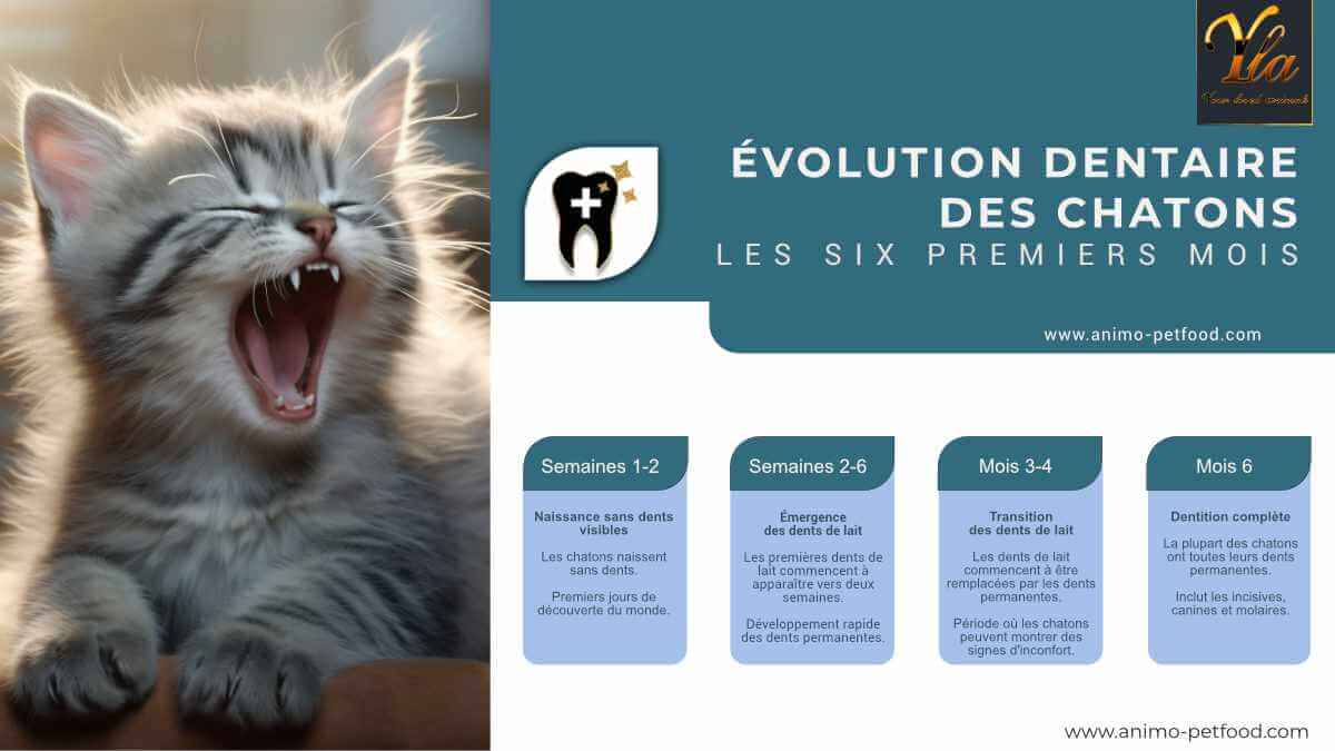 evolution-dentaire-des-chatons-les-six-premiers-mois